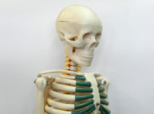Schelet uman cu nervi spinali – 85 cm (cod S27)