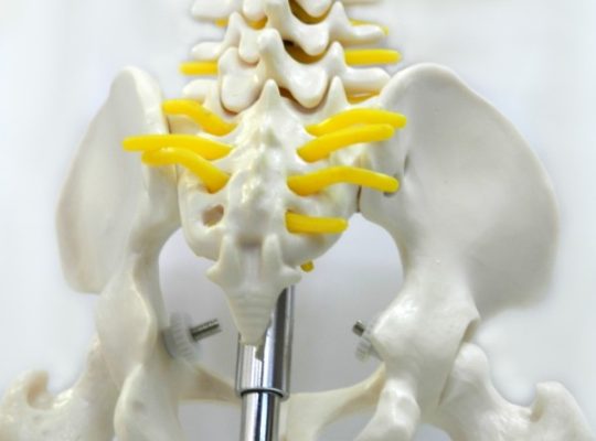 Schelet uman cu nervi spinali – 85 cm (cod S27)
