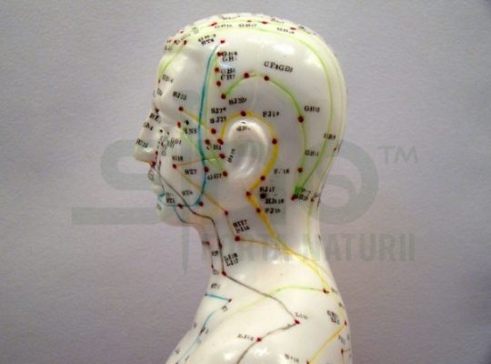 Mulaj studiu acupunctura barbat 55 cm (cod S14)