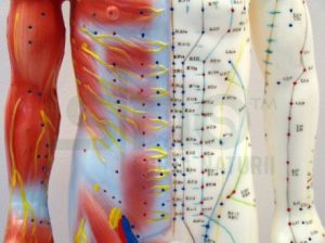 Mulaj studiu acupunctura barbat 55 cm (cod S14)