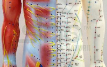 Mulaj studiu acupunctura barbat 55 cm (cod S14)