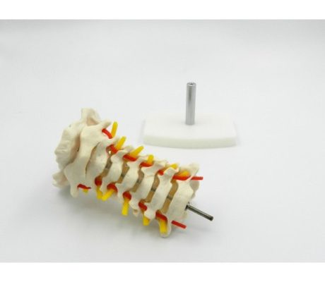 Coloana cervicala cu artera vertebrala (cod S18)