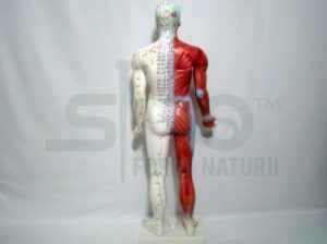 Mulaj studiu acupunctura barbat 84 cm (cod S11)