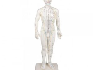 Mulaj studiu acupunctura barbat 60 cm (cod S10)