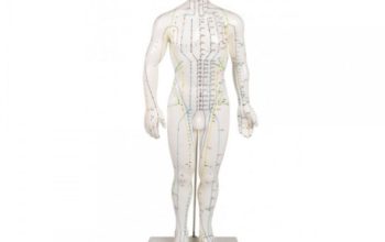 Mulaj studiu acupunctura barbat 60 cm (cod S10)