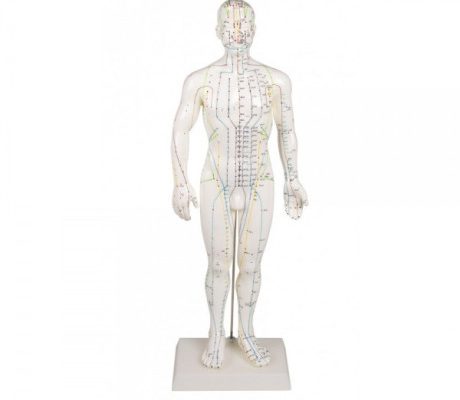 Mulaj studiu acupunctura barbat 60 cm (cod S10)