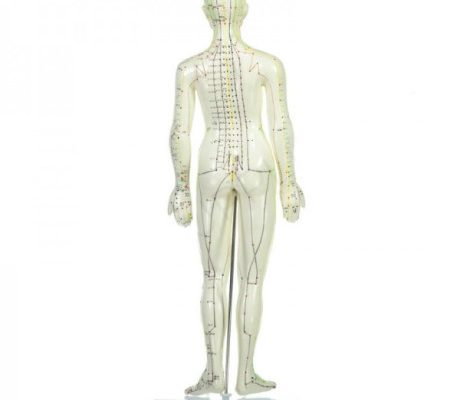 Mulaj studiu acupunctura femeie 48 cm (cod S13)