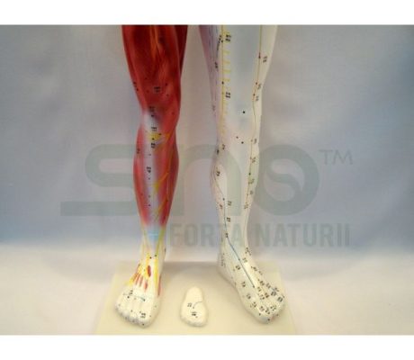 Mulaj studiu acupunctura barbat 84 cm (cod S11)