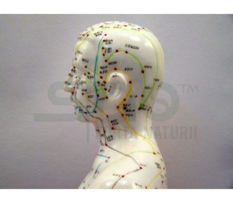 Mulaj studiu acupunctura barbat 55 cm (cod S14)