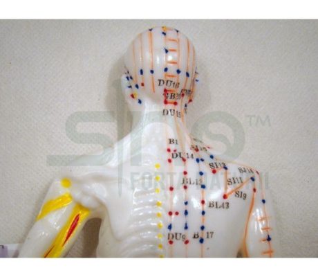 Model studiu acupunctura barbat 26 cm (cod S08)