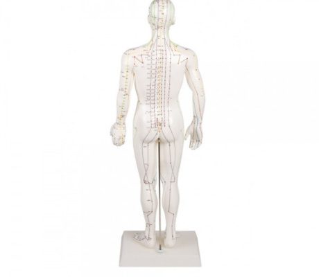 Mulaj studiu acupunctura barbat 60 cm (cod S10)