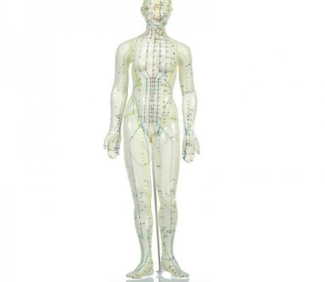 Mulaj studiu acupunctura femeie 48 cm (cod S13)