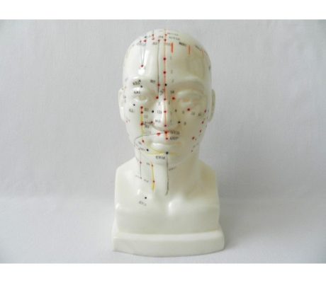 Mulaj studiu acupunctura bust (cod S07)