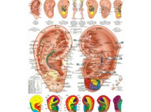 Plansa ureche pentru reflexoterapie si acupunctura (cod H04-1)