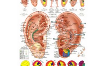 Plansa ureche pentru reflexoterapie si acupunctura (cod H04-1)