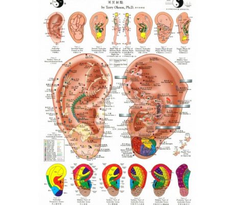 Plansa ureche pentru reflexoterapie si acupunctura (cod H04-1)