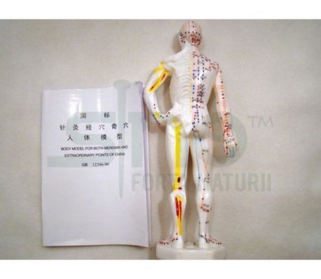 Model studiu acupunctura barbat 26 cm (cod S08)