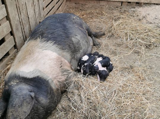 Porci Bazna de vânzare